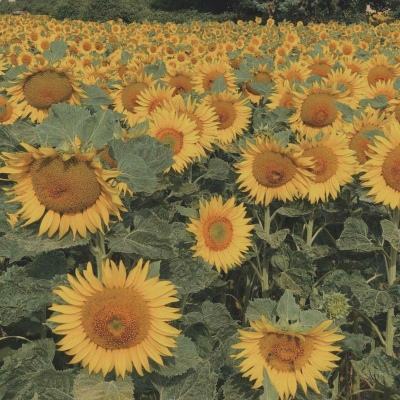 华体会体育下载手机版