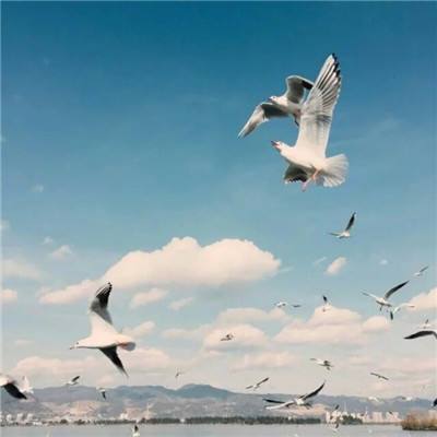 九州官网十年信誉玩家首选截图